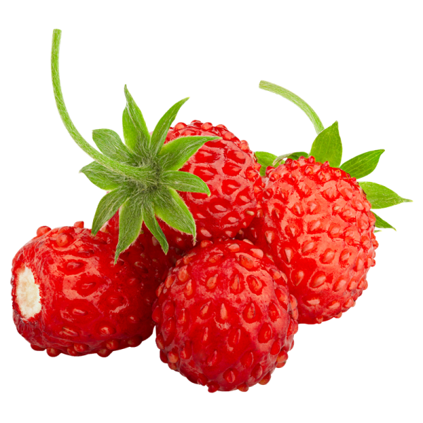 Riccardo Aroma Erdbe...